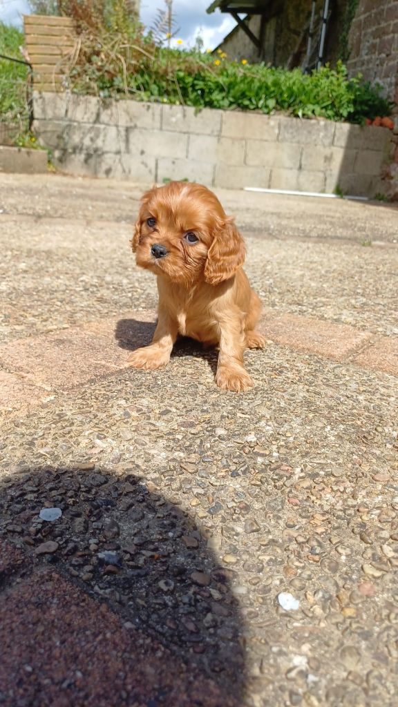Du Monde De L’imasaurel - Chiots disponibles - Cavalier King Charles Spaniel