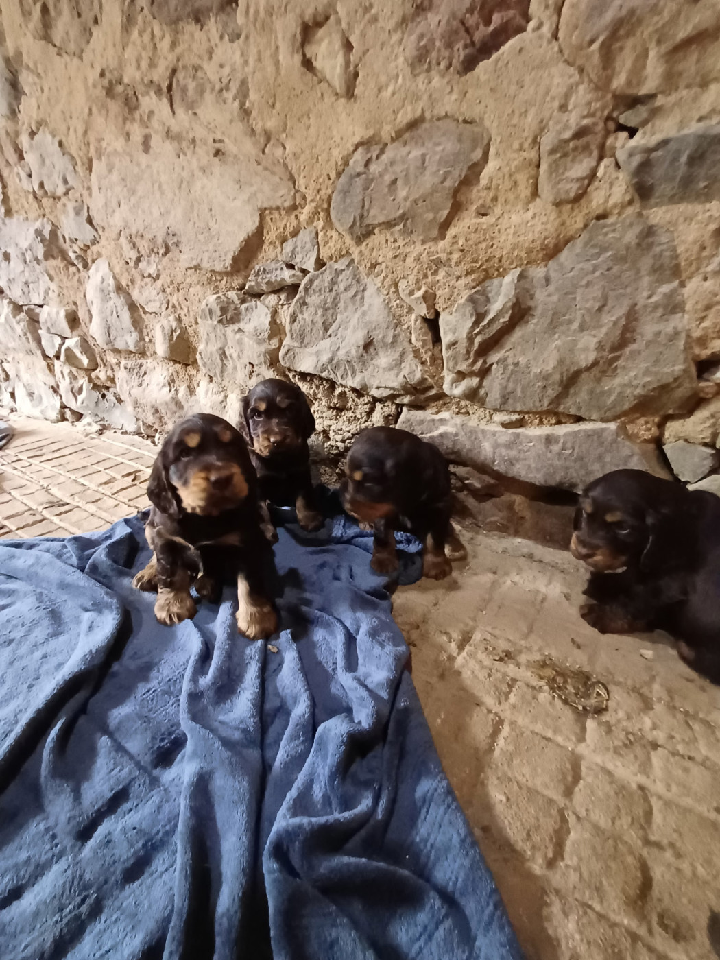 Chiot Cocker Spaniel Anglais Du Monde De L’imasaurel
