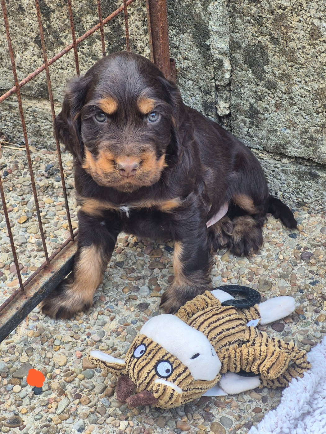 Du Monde De L’imasaurel - Chiots disponibles - Cocker Spaniel Anglais