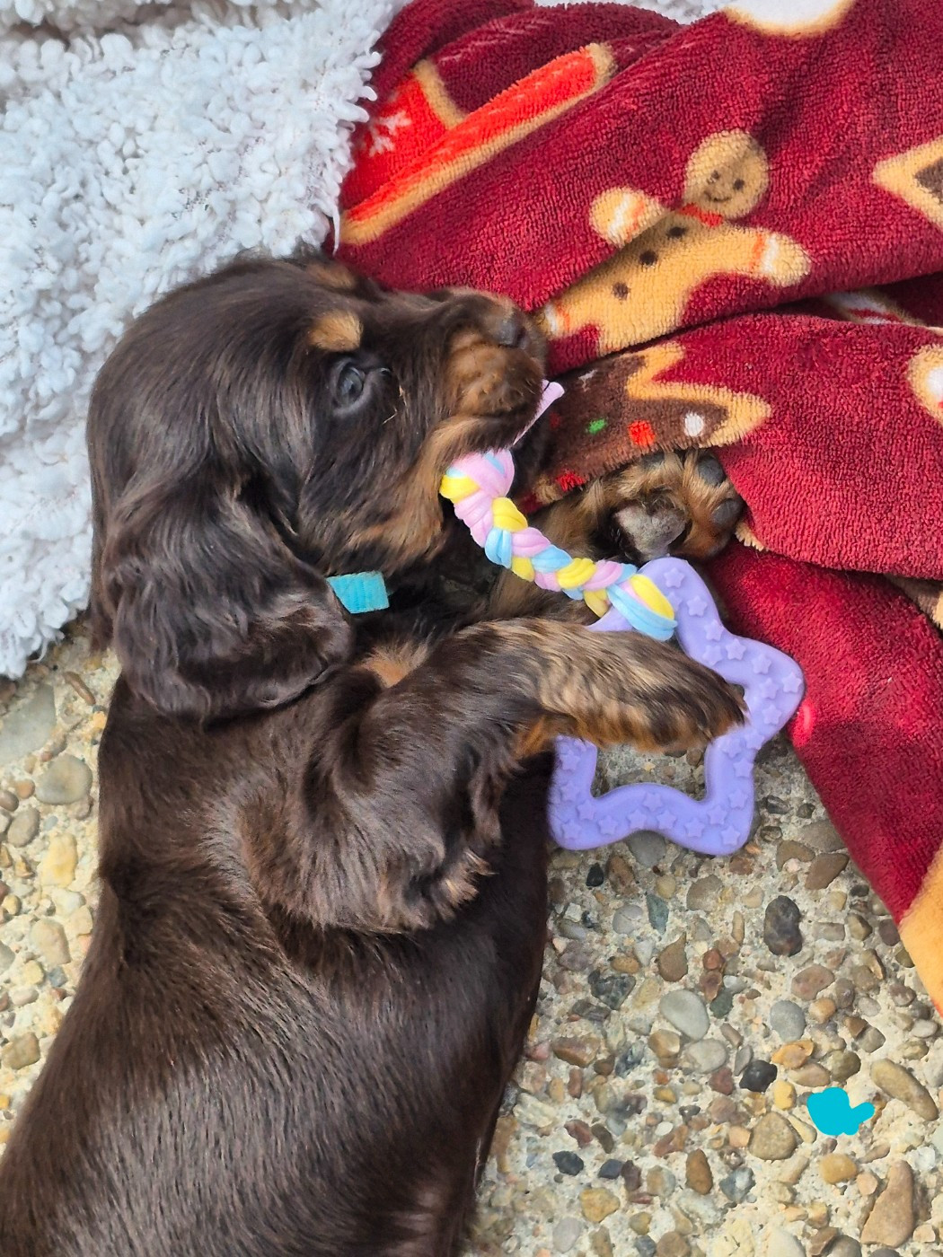 Du Monde De L’imasaurel - Chiots disponibles - Cocker Spaniel Anglais