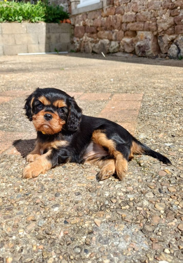 Du Monde De L’imasaurel - Chiots disponibles - Cavalier King Charles Spaniel