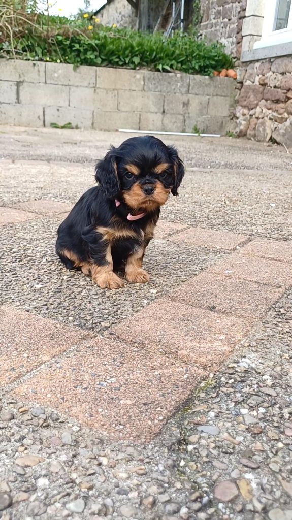 Du Monde De L’imasaurel - Chiots disponibles - Cavalier King Charles Spaniel