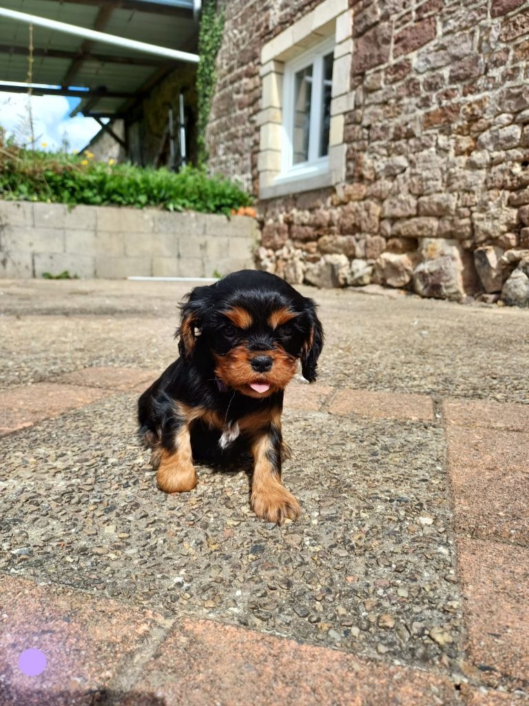 Du Monde De L’imasaurel - Chiots disponibles - Cavalier King Charles Spaniel