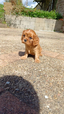 CHIOT 1