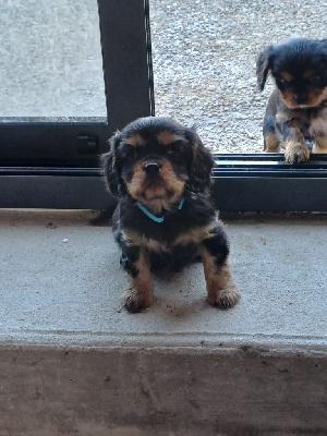 CHIOT 6